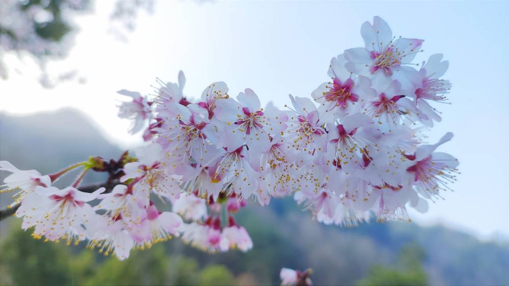 相约安徽·向春而行||​女神节·游天峡·赏樱花 特惠活动来袭！女神男神均可享用！